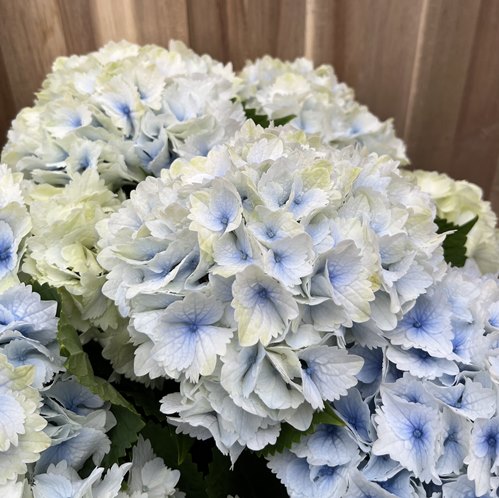 名作 楽天市場】【秋色】アジサイ（紫陽花、あじさい） レモンキス 鉢花