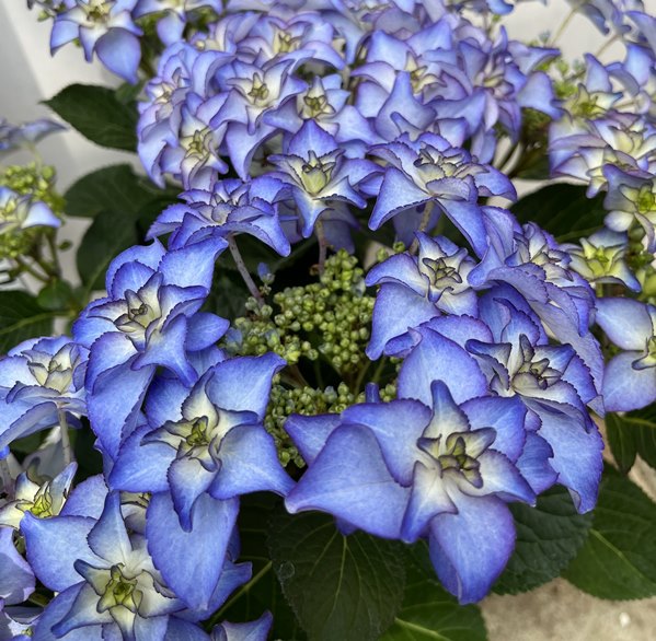 楽天市場】【屋外管理苗】【花終わり】アジサイ(紫陽花 楽天市場】【屋外管理苗】【花終わり】アジサイ(紫陽花