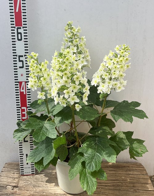 Verhuissecuur: カシワバアジサイ八重咲きスノーフレーク苗 5号鉢植え