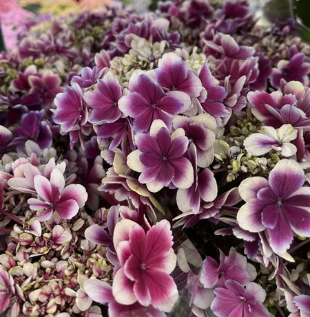 楽天市場】【屋外管理苗】【花終わり】アジサイ（紫陽花、あじさい