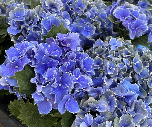 みーちゃん　紫陽花　アジサイ　クレイジーテンシア　3 ふるふる　ブルー あじさい「クレイジーテンシア ブルー」