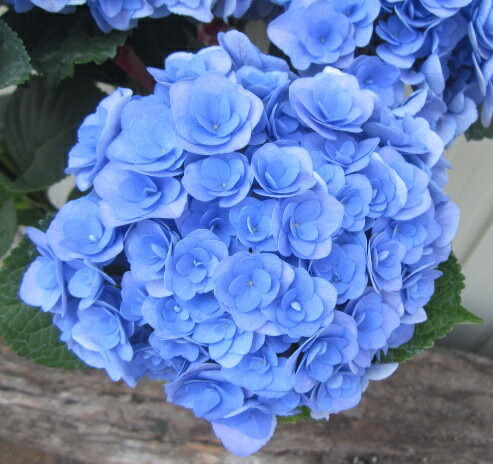 楽天市場】【開花株】アジサイ(紫陽花) シティーライン ベネチア