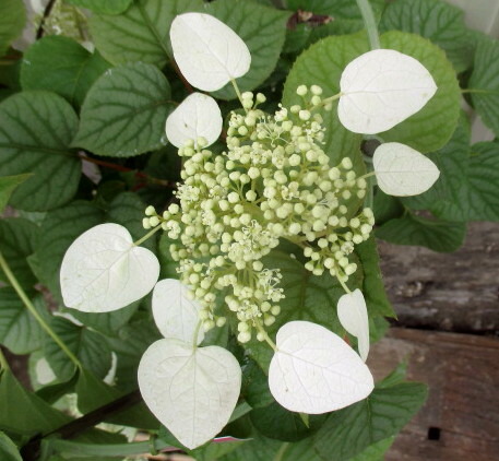 現品 イワガラミ 白花 8号ポット苗木613(c04)|千草園芸