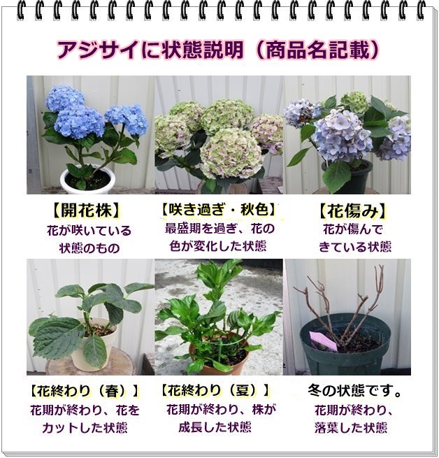 自然開花株 現品発送 鉢花 紫陽花 新品種 花 観葉植物 アジサイ 紫陽花 あじさい ジーナ 6号苗 552 E6 3 千草園芸