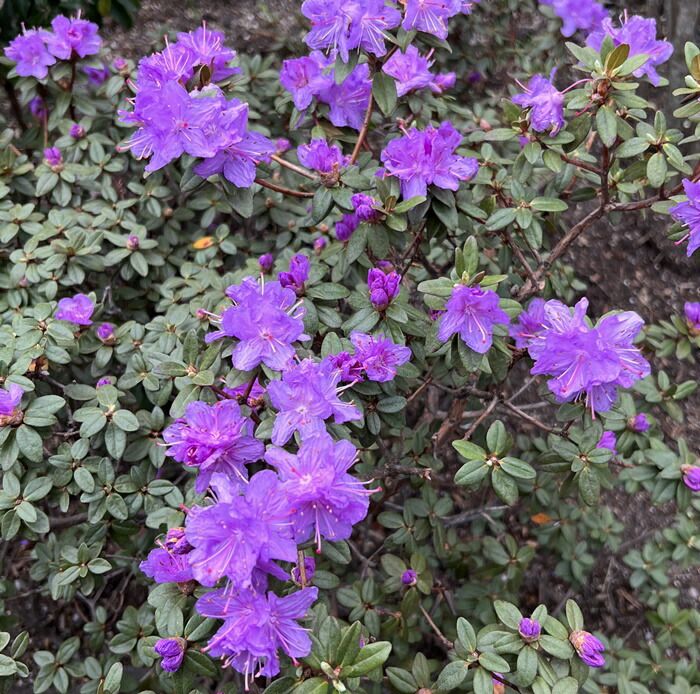 ヒッポフェアオイデス/R.hippophaeoides【現品発送】管理70490 Yahoo!オークション - ヒッポフェアオイデス/R.hippophaeoides