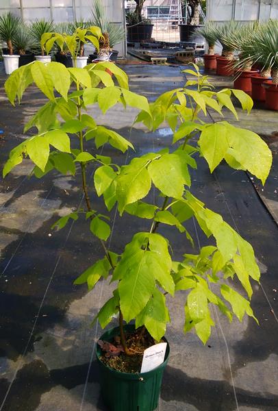 楽天市場 送料無料 現品 アオダモ 黄金葉 トネリコ属 ６号 産直 千草園芸