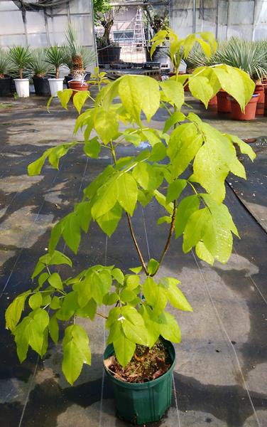 楽天市場 送料無料 現品 アオダモ 黄金葉 トネリコ属 ６号 産直 千草園芸