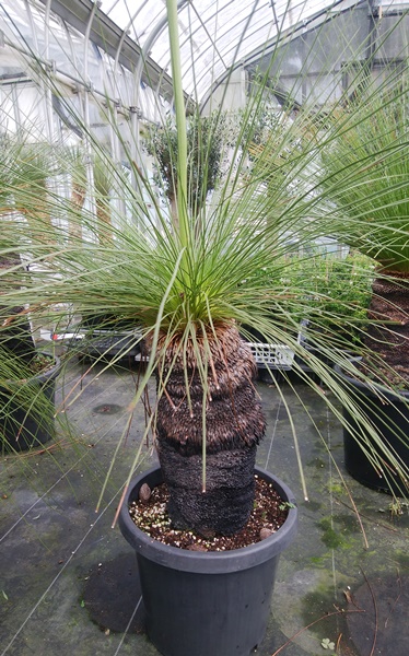 現品 花 観葉植物 千草園芸希少種 グラスツリー ジョンソニー ブラックボーイ １０号鉢植え 観葉植物 産直