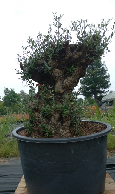 楽天市場 オリーブ オヒブランカ オリーブ ギフト観葉植物 オリーブの木 シンボルツリー ギフト 鉢植え 誕生日 開店 引越 祝い 引越祝い 新築祝い インテリア 大きいサイズ スペイン産 リーベン ヨーロッパの暮らし