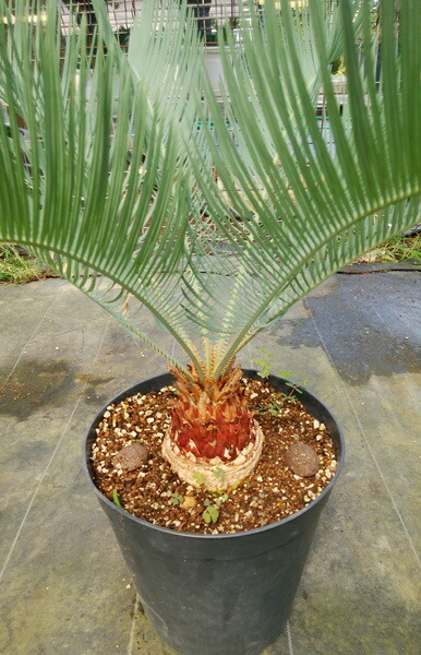 現品 ソテツ 花 観葉植物 サイカス カイルンシアナ ブルー 8号鉢植え 産直 観葉植物 千草園芸オーストラリア産ソテツ 現品 ソテツ 花 観葉植物 サイカス カイルンシアナ ブルー 8号鉢植え 産直 観葉植物 千草園芸オーストラリア産ソテツ