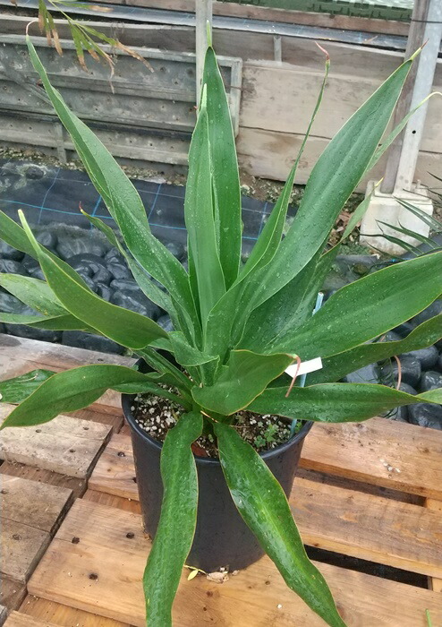 楽天市場】【現品】プヤ・アルペストリス 12号鉢植え【産直】 : 千草園芸