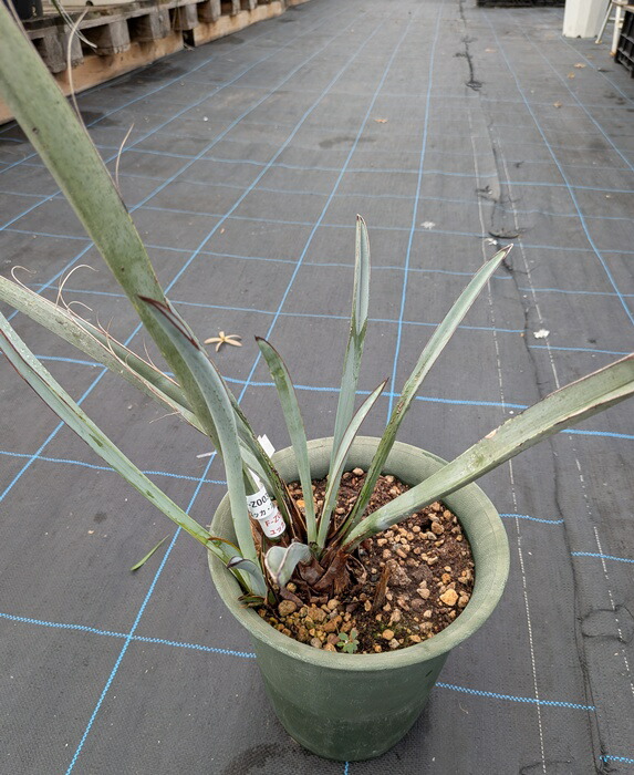 楽天市場】ユッカ ケロタリエンシスsp 10号鉢植え【産直