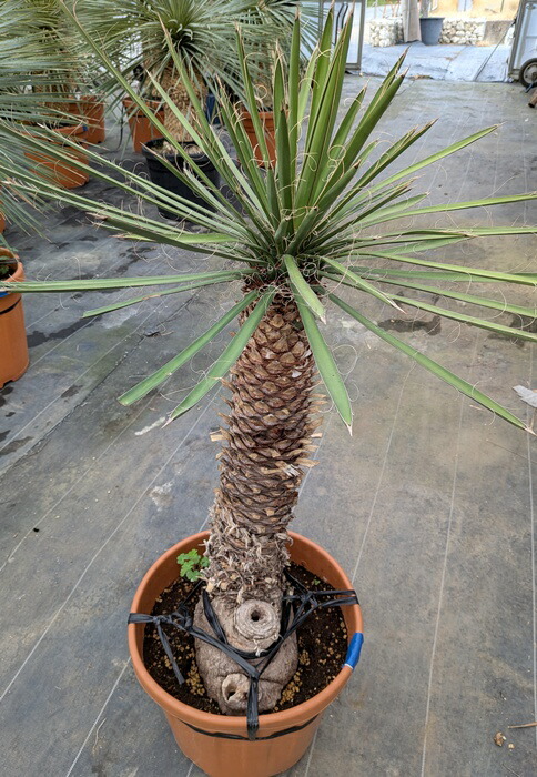 【AL996】ユッカ　リギダ AL866】ユッカ リギダ【在庫整理価格 / 古古リギダ】