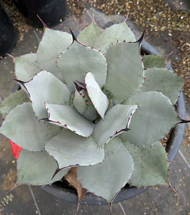 楽天市場】【現品】アガベ シャークスキン 幅広タイプの選抜種 13号