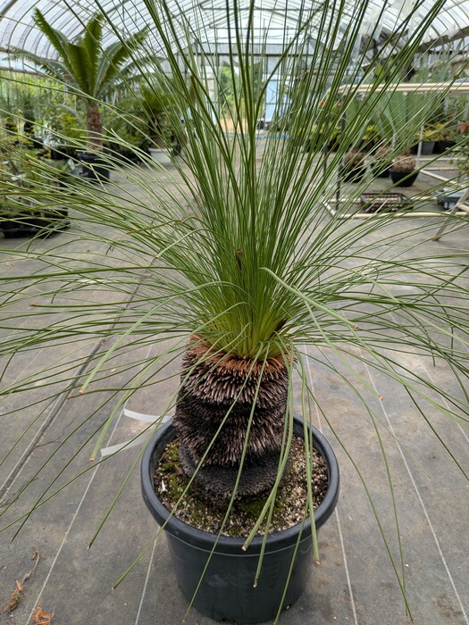 クサントロエア ブラックボーイ グラウカ 4号鉢つき ブルー葉