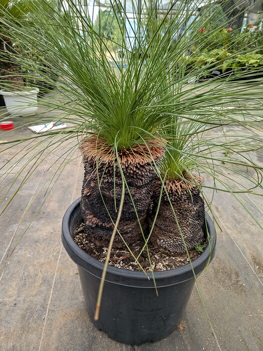 楽天市場】【現品発送】クサントロエア（クサントレア） グラウカ 淡い