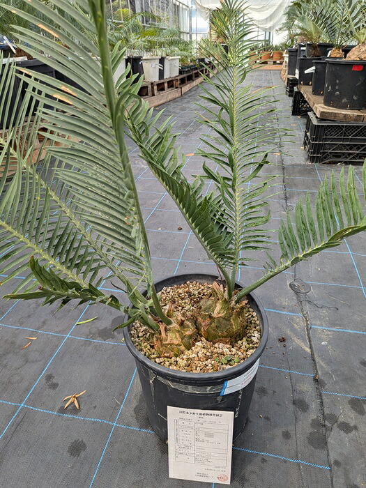 楽天市場】【現品】ソテツ エンセファルトス ホリダス 15cm球体