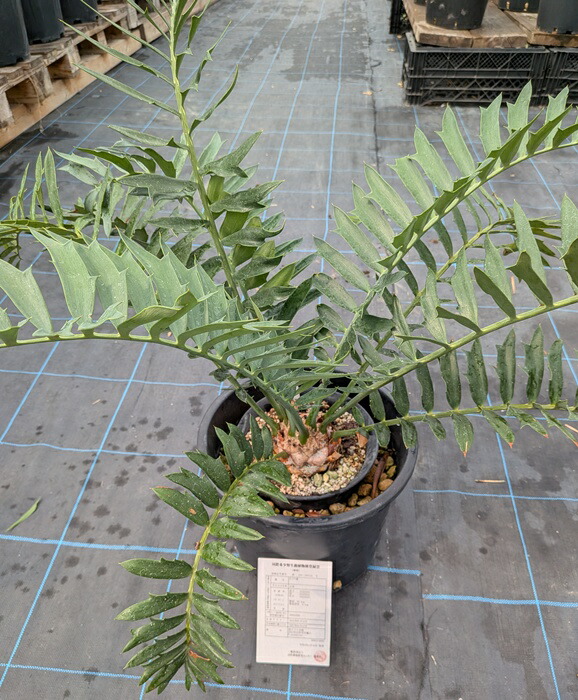 エンセファルトス　ホリダス エンセファラルトス ホリダス ドワーフ 種子 1粒 horridus