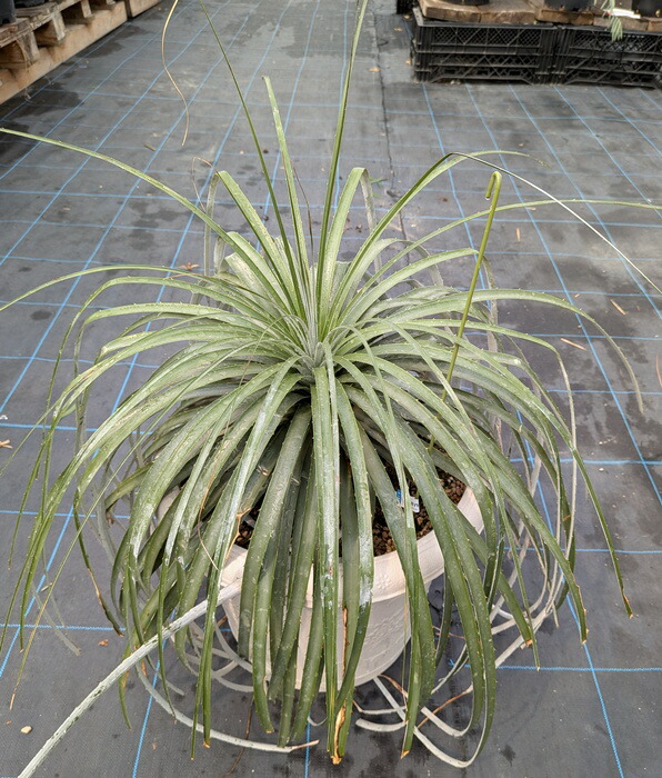 楽天市場】【現品・花付き】プヤ アルペストリス花付き 10号鉢植え苗