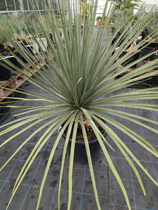 ユッカ　ノリナ　ネルソニー1 ユッカ ノリナ ネルソニー1