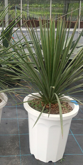 楽天市場】【現品発送】ユッカ エレファンティペス シルバースター 10