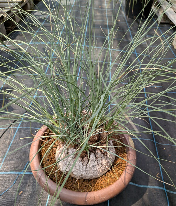 楽天市場】【現品発送】カリバナス フーケリー 12号鉢植え 苗木 : 千草園芸