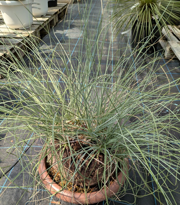 ACG ★ カリバナス フーケリー　Calibanus hookeri ★