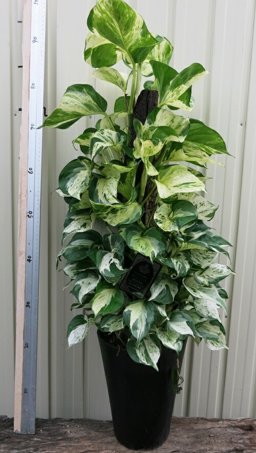 楽天市場 ポトス ステータス 7号鉢植え 千草園芸