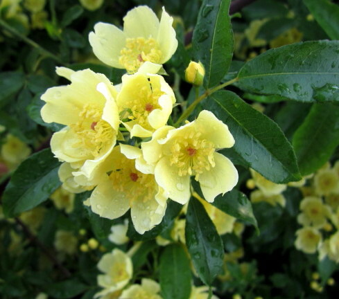 モッコウバラ　　抜き苗です　選べるおまけ付き モッコウバラ 抜き苗です 選べるおまけ付き