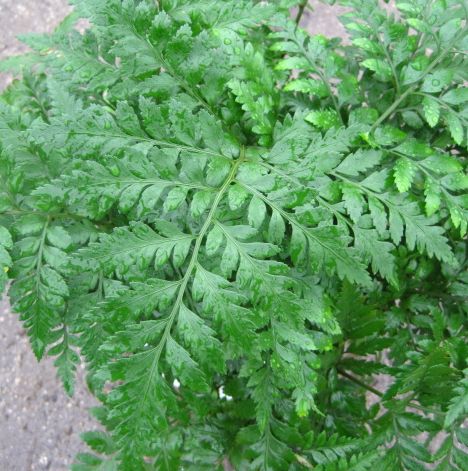 楽天市場】クサントロエア ブラックボーイ 3.5号ポット植え(h34