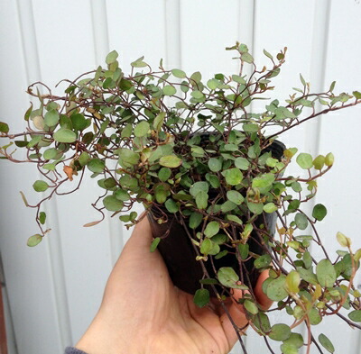 ピスタシア　レンティカス　レア植物　7号 楽天市場】【現品発送M3182】ピスタチア レンティスクス 7号