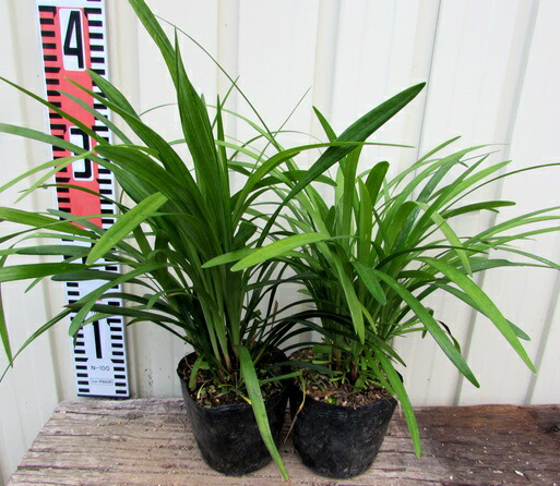 商談中【引取希望】群生大株 ハラン株 ひとかたまり20本程度 葉蘭株 引取