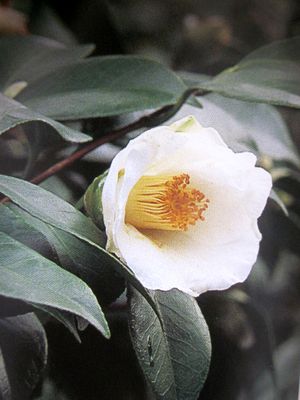 Chigusa Camellia Camellia First Storm Of Early Autumn はつあらし 1 6m Lt Lt Young Plant Garden Plant Of The Camellia Which Is Popular As A Garden Tree And A Potted Plant Gt Gt