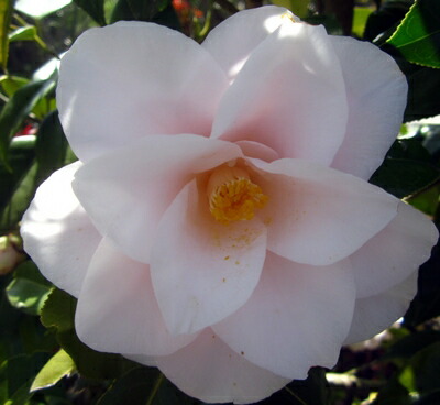 斑入り椿 楽天市場】斑入り椿「金世界」（ツバキキンセカイ）5.5号苗（g04-1