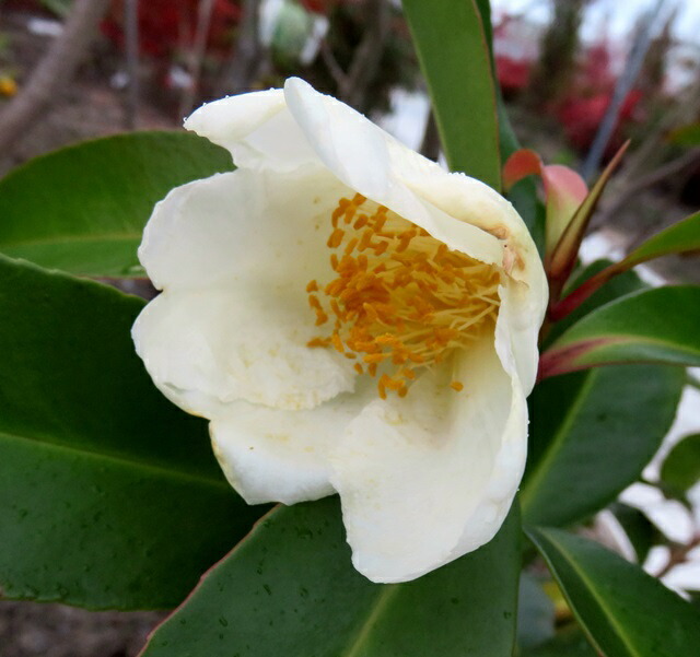 楽天市場】台湾椿（タイワンツバキ） 7号苗木 : 千草園芸