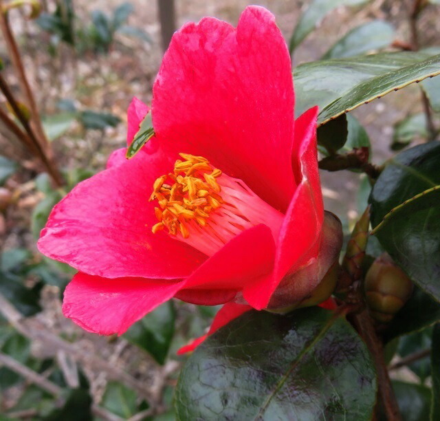 楽天市場】【選べる現品】椿（ツバキ） 紺侘助（コンワビスケ