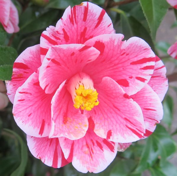 楽天市場】椿（ツバキ）覆輪春の台(フクリンハルノウテナ) 1.4m（481