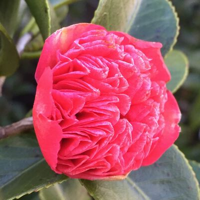 楽天市場】【現品発送】椿(ツバキ) 卜伴錦（ボクハンニシキ）赤卜伴