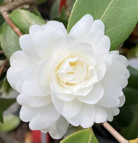 椿バターミントが咲きました みんなの趣味の園芸 Nhk出版 雪松さんの園芸日記 521747