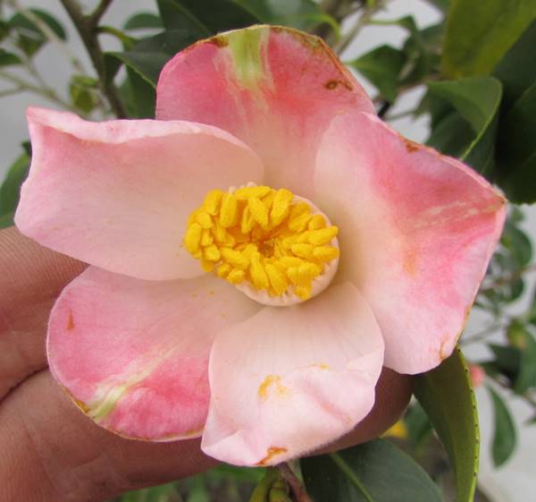 楽天市場】椿（ツバキ）さつま紅（サツマクレナイ）6号接ぎ木苗(g04