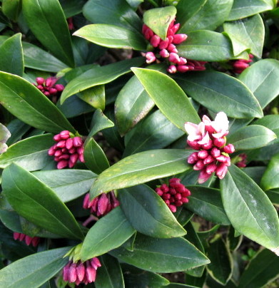 楽天市場】沈丁花（ジンチョウゲ）赤花 3号 苗木(J03-1) : 千草園芸