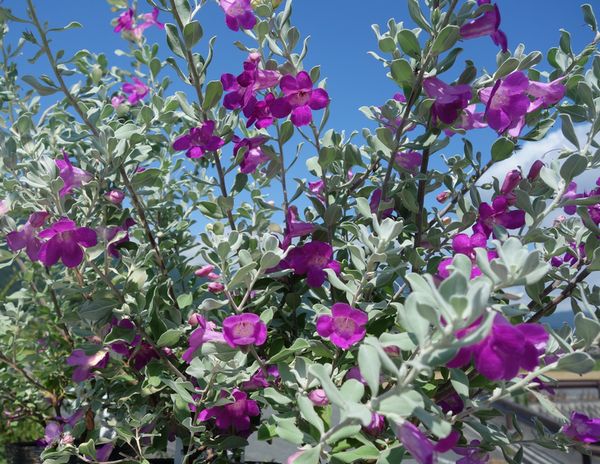 楽天市場】綺麗な紫花が魅力 レウコフィルム シルバーリーフが