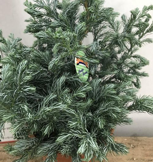 楽天市場 這い性コニファー ブルーバード チャメシパリス ボウルバード 4号苗 J06 千草園芸