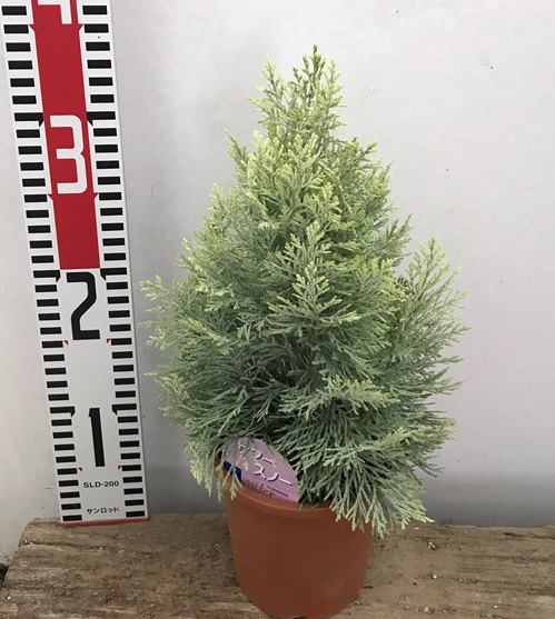 楽天市場 コニファー サマースノー 4号苗 J06 千草園芸 楽天市場 コニファー サマースノー 4号苗 J06 千草園芸