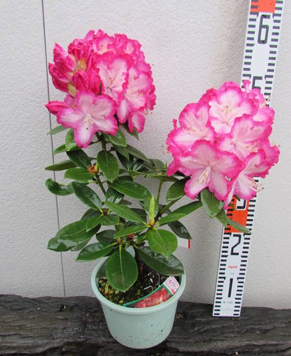 楽天市場 現品 西洋シャクナゲ リージェント ６号鉢植え 千草園芸