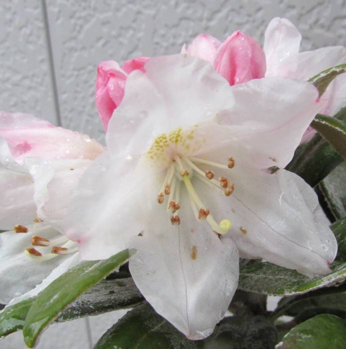 楽天市場】屋久島交配石楠花(ヤクシマ交配シャクナゲ) 妖峰 6号苗(i07