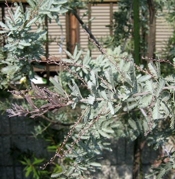 362 千草園芸大人気 ミモザアカシアの赤紫葉 銀葉アカシア プルプレア10号セラアート鉢植え 現品発送 樹高1 6m