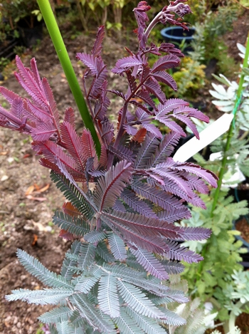 紫銀葉アカシア プルプレア8号鉢植え 樹高1 3m 千草園芸 植木 大人気 ミモザアカシアの赤紫葉 ガーデニング 農業 選べる現品発送