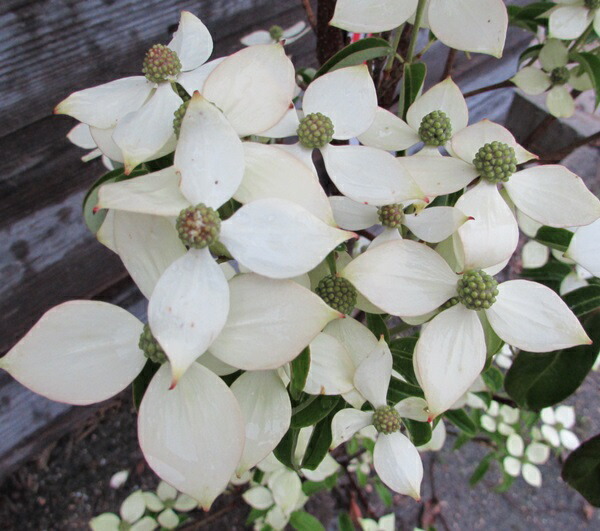 chigusa evergreen dogwood cornus kousa moonlight 1 3 m 52110
