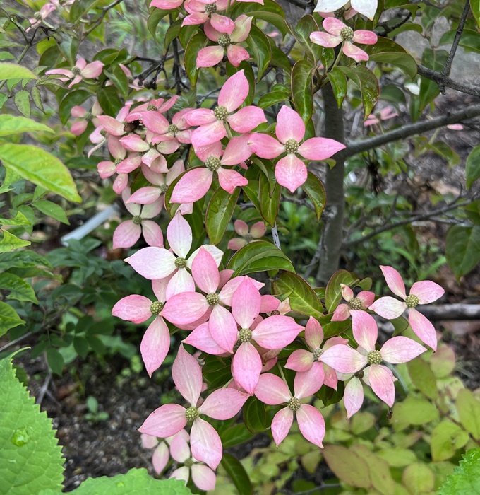 花芽多数あり 現品 常緑山法師 常緑ヤマボウシ レッドムーン 植木 樹高1 6m 千草園芸希少品種の常緑赤花 花付きが良く美しい